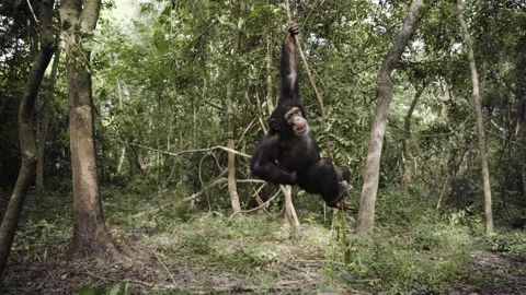Chimpanzee playing at the forest Stock Footage 226368375