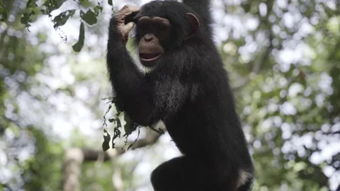 Chimpanzee playing at the forest Stock Footage 226368520