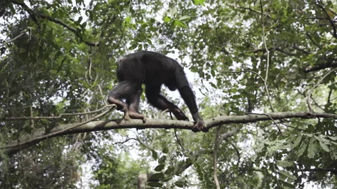 Chimpanzee playing at the forest Stock Footage 226368739