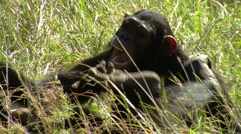 Chimpanzee playing P2 스톡 동영상 908075