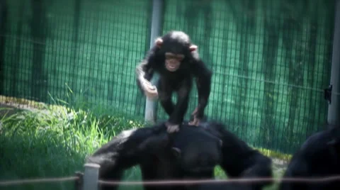 Chimpanzee play's Stock Footage 32778504