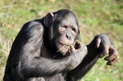 Chimpanzee portrait Stock Photos