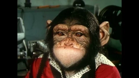 A chimpanzee poses as an animator in an animation studio Stock Footage 92932167