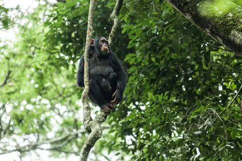 Chimpanzee resting between the tree branches. Kibale National Park, Uganda Stock Photos
