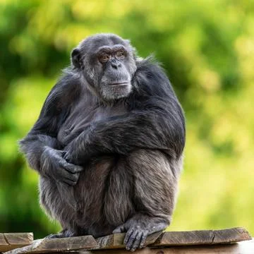 Chimpanzee resting in the forest Stock Photos