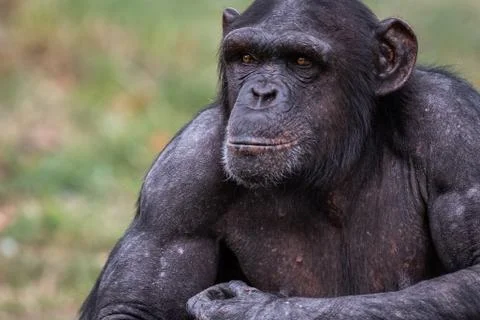 Chimpanzee resting in the forest Stock Photos