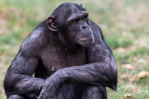 Chimpanzee resting in the forest Stock Photos
