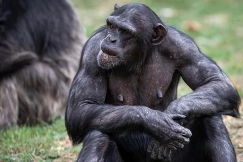 Chimpanzee resting in the forest Stock Photos