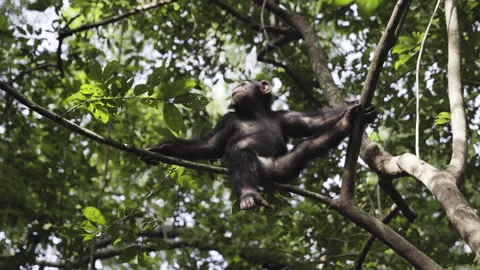 Chimpanzee resting in a tree Video stock 226369085