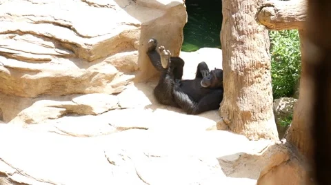 Chimpanzee resting in a zoo. Vídeos de archivo 65789435