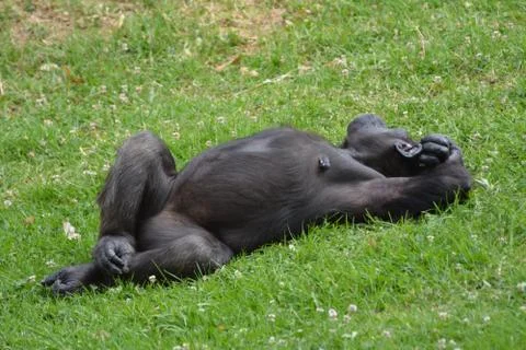 Chimpanzee rests Stock Photos