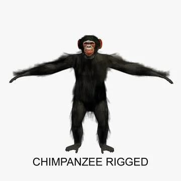 Chimpanzee Rigged 3D Model