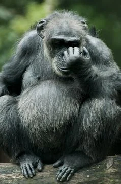 A chimpanzee is sad thinking while covering his face Stock Photos