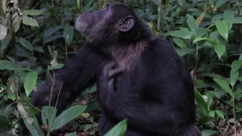 Chimpanzee scratch himself looking up into the trees close up Stock Footage 201124410