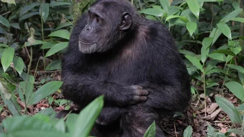 Chimpanzee scratching himself looking up into the trees close up Stock Footage 200858963