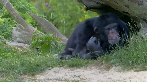Chimpanzee scratching its back before turning and going back to sleep Stock Footage 114642798