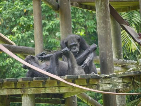 Chimpanzee seated on Tree House Stock Photos