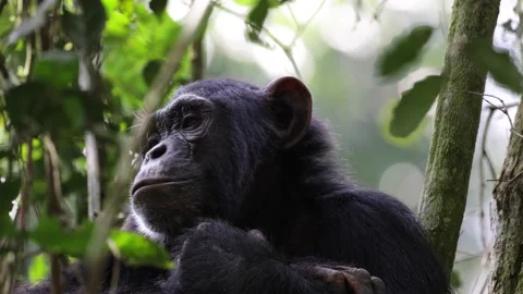 Chimpanzee sit in tree looking around scratching head portrait Stock Footage 200858969