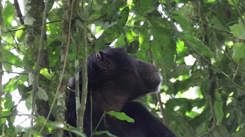 Chimpanzee sit in tree scratching himself looking around Stock Footage 201124462