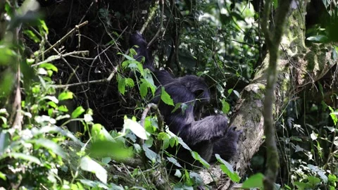 Chimpanzee sit on tree trunk on ground close up Stock Footage 201124465