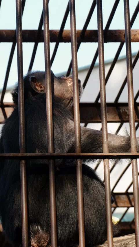 A chimpanzee sits behind metal bars inside a zoo enclosure, showing captivity Stock Footage 325739732