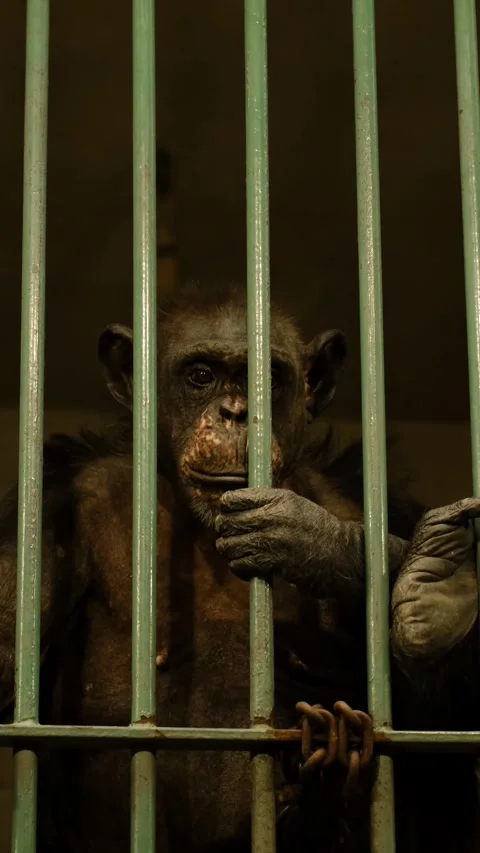 A chimpanzee sits behind metal bars inside a zoo enclosure, holding the cage Stock Footage 325740729