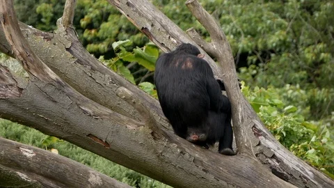 Chimpanzee sits on branch of fallen tree looking away from camera Stock Footage 104482569