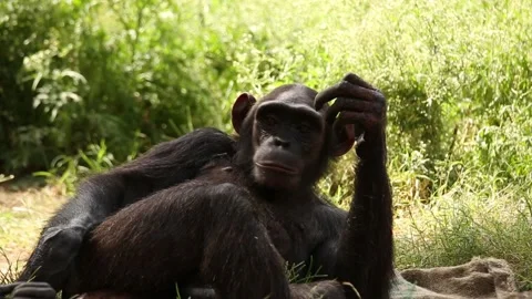 Chimpanzee sits on the ground Stock Footage 135725775