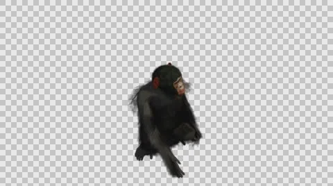 Chimpanzee Sitting and Standing - Front Right Axo View - Embedded Alpha Loope Vídeos de archivo 61394148