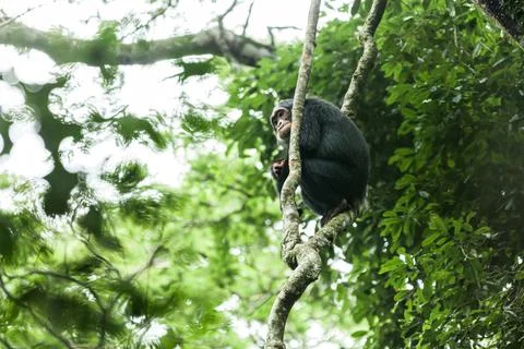 Chimpanzee sitting between the tree branches. Kibale National Park, Uganda Stock Photos