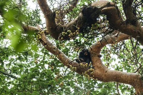 Chimpanzee sitting between the tree branches and eating friuts. Kibale National Foto stock
