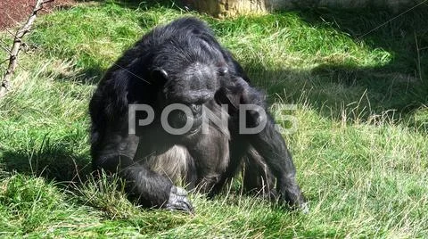 Chimpanzee sitting on dry grass area at sunny day Stock Photos