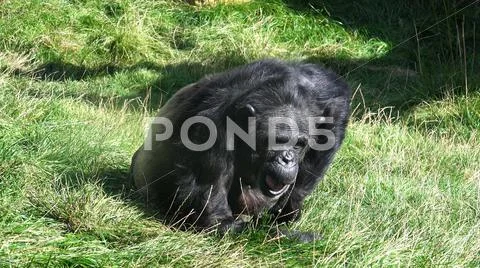Chimpanzee sitting on dry grass area at sunny day Stock Photos