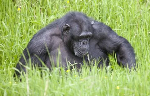 Chimpanzee sitting in grass Stock Photos