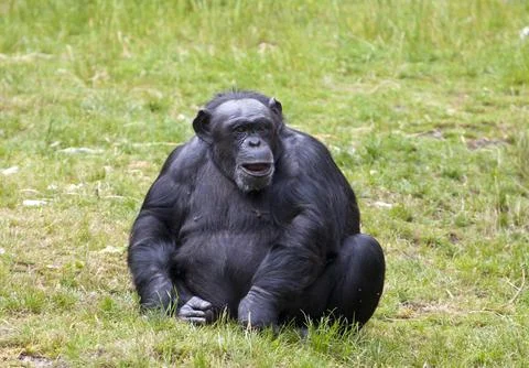 Chimpanzee sitting in grass Stock Photos