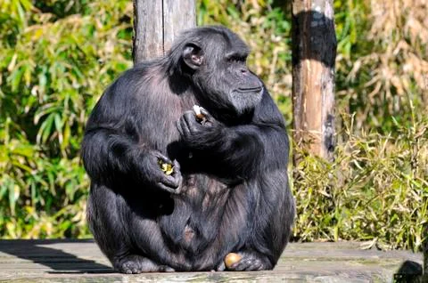 Chimpanzee sitting Stock Photos