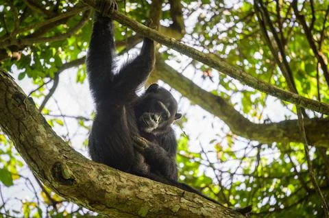 A chimpanzee sitting on a tree in a forest Stock Photos