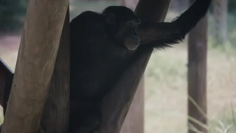 A Chimpanzee Sitting On A Trunk In The Zoo - close up Stock Footage 241554077