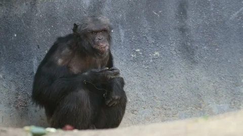 Chimpanzee Squatting Stock-Footage 93557587