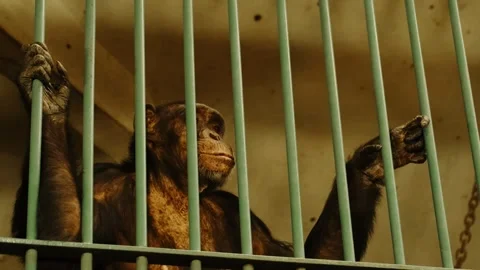 Chimpanzee standing behind metal bars inside a zoo enclosure. Concept of Stock Footage 325790465