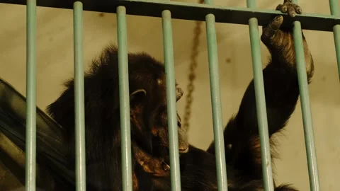 Chimpanzee standing behind metal bars inside a zoo enclosure. Concept of Stock Footage 325790501