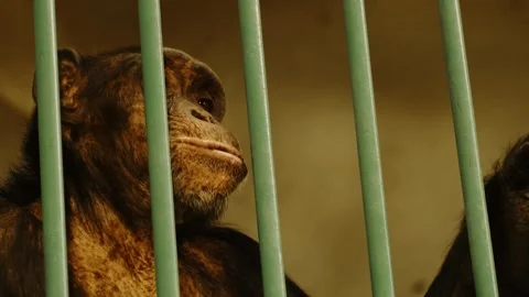 Chimpanzee standing behind metal bars inside a zoo enclosure. Concept of Stock Footage 325790516