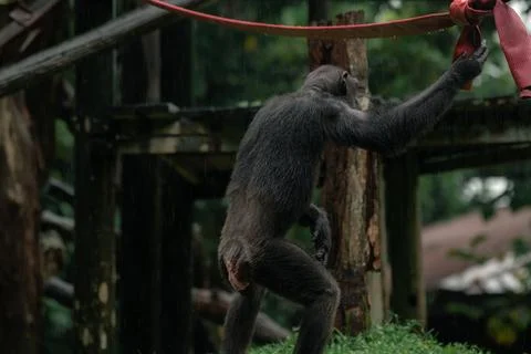 A chimpanzee standing with its back to the camera in Singapore zoo Stock Photos