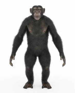 Chimpanzee standing upright Stock Illustration