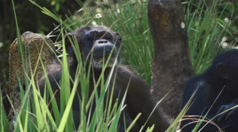 Chimpanzee staring off into space Stock Footage 62067289