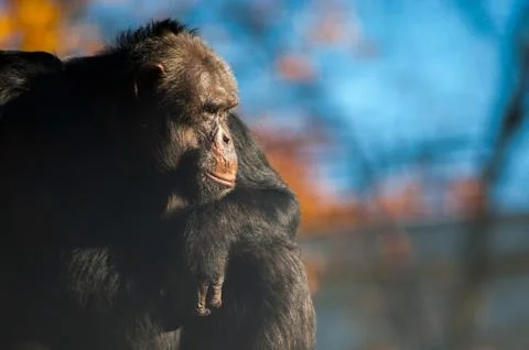 Chimpanzee on sunset Foto stock