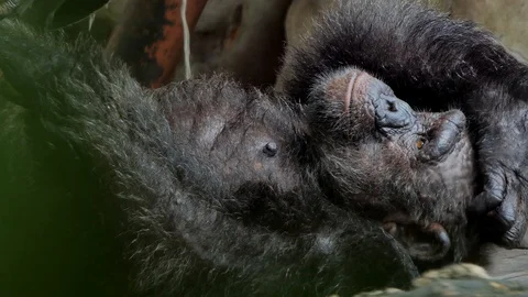 Chimpanzee take a rest on ground. Video stock 94307182