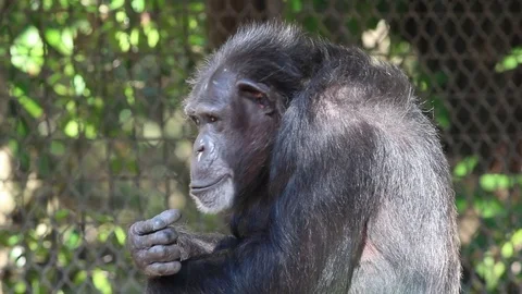Chimpanzee thinking Stock Footage 82845031