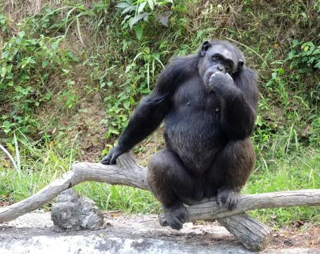 Chimpanzee thinking Stock Photos