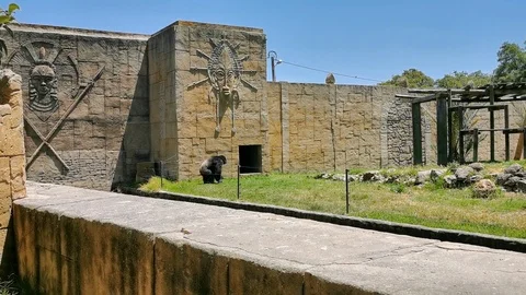 Chimpanzee throws log at camera man Stockbeeldmateriaal 113055076